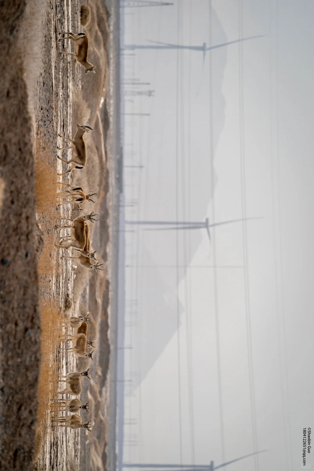 在阿尔金山的荒野深处，与野生动物相遇_4_俯冲的游隼 野生动物摄影_来自小红书网页版